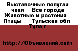 Выставочные попугаи чехи  - Все города Животные и растения » Птицы   . Тульская обл.,Тула г.